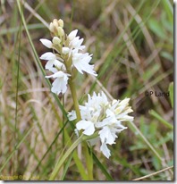 glencoe_orchids