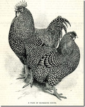 chickens_two