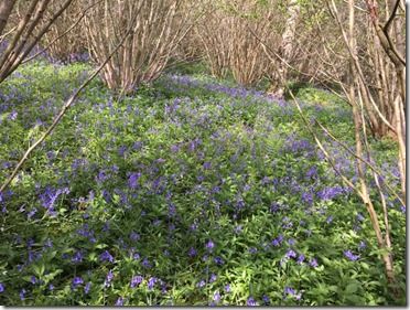 bluebells